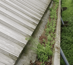 Happy customers in Chorleywood who trust The Roof Moss Cleaners for gutter cleaning services